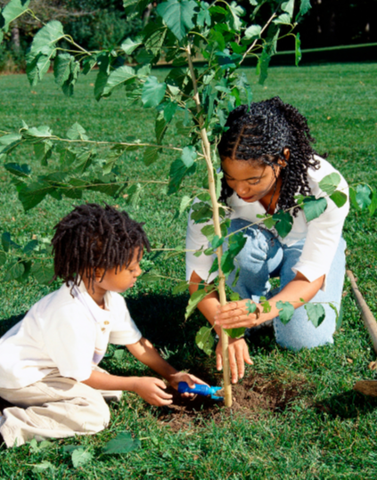 tree planting
