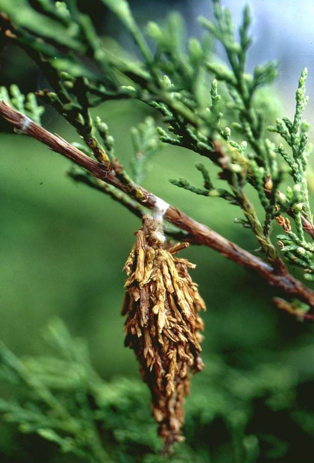 3-2c9ajbqctoberFest 2022, a joint production of the Village of Olympia Fields Community Relations Co